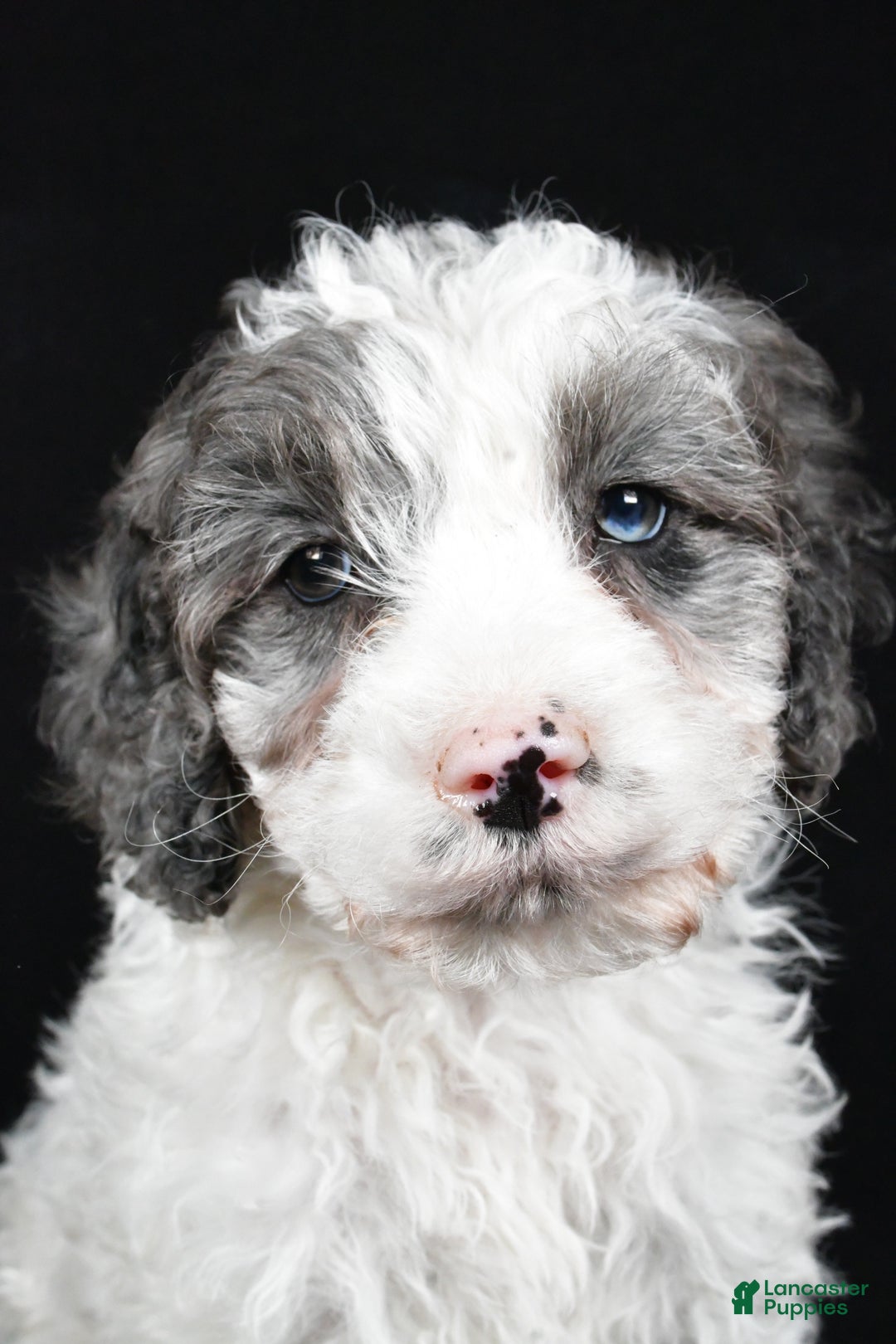 Cockapoo dogs for sale: Rowen - Ad 5