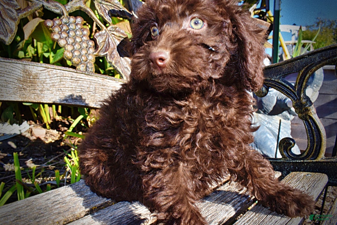 Havapoo dogs for sale: Isabella - Ad 4