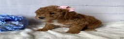Mini Goldendoodle dogs for sale: Kandy - Ad 4