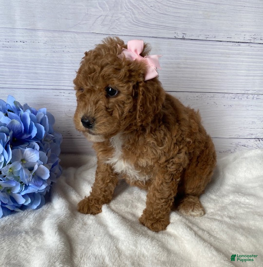 Mini Goldendoodle dogs for sale: Kandy - Ad 4