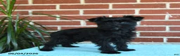 Yorkshire Terrier dogs for sale: Raven - Ad 9