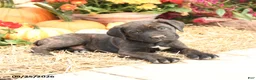 Cane Corso dogs for sale: Drake - Ad 3