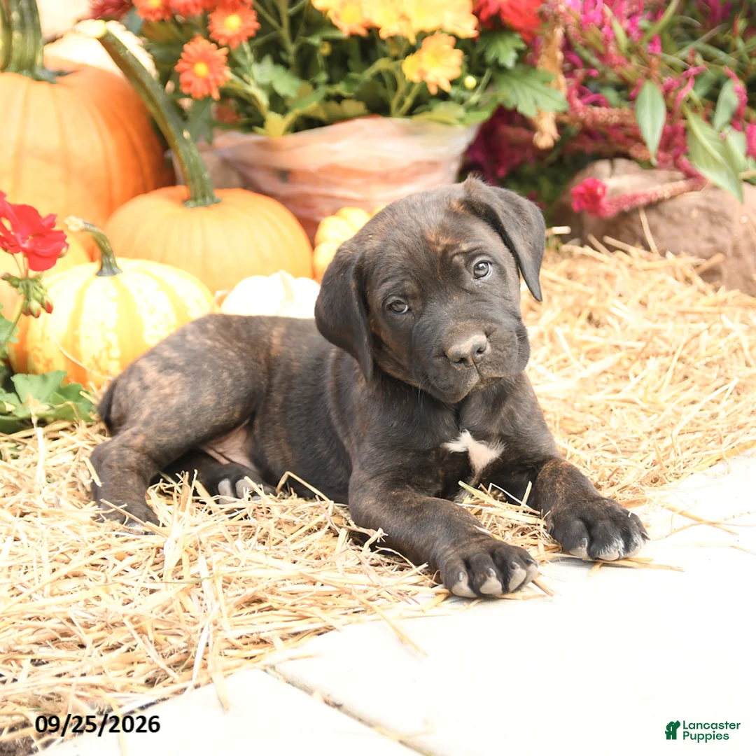 Cane Corso dogs for sale: Drake - Ad 3