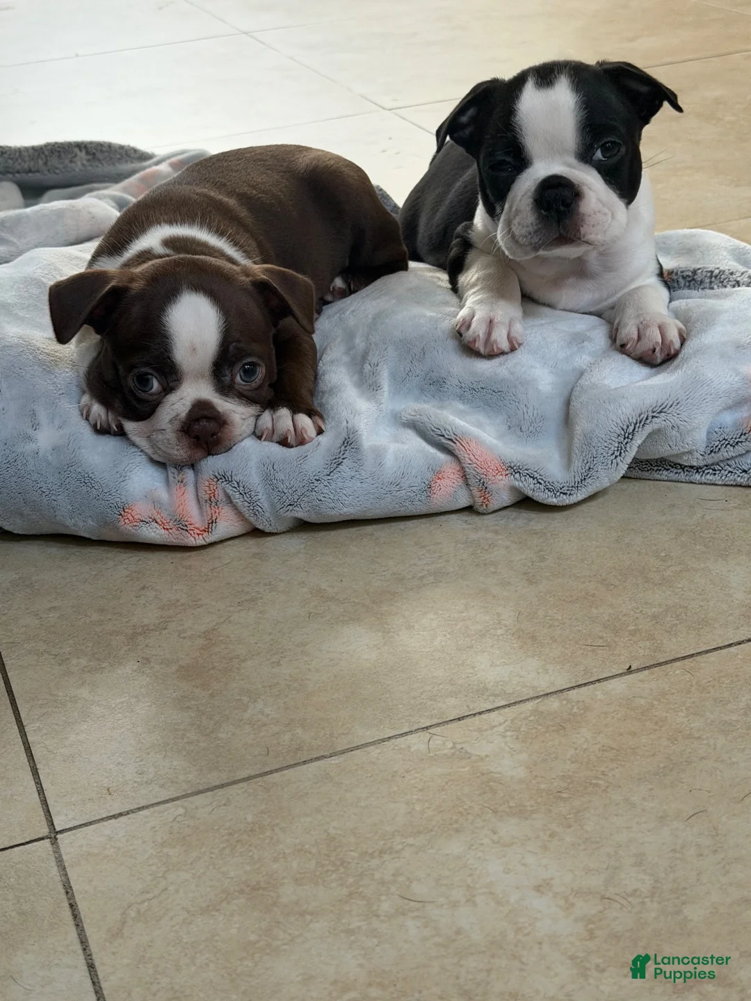 Boston Terrier dogs for sale: Boston Terrier 1 - Ad 3