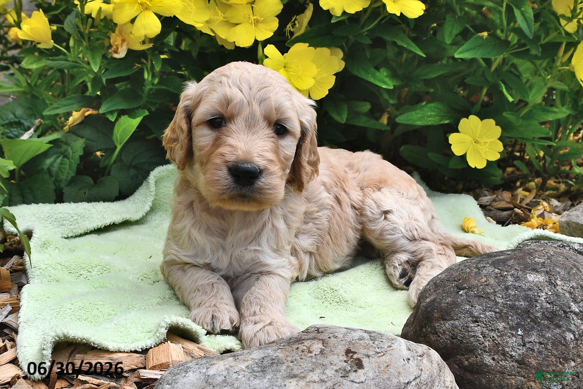 Goldendoodle dogs Licorice - Ad 2