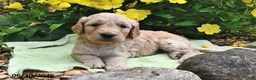 Goldendoodle dogs for sale: Licorice - Ad 2