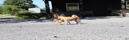 Shiba Inu dogs for sale: Teddy - Ad 8