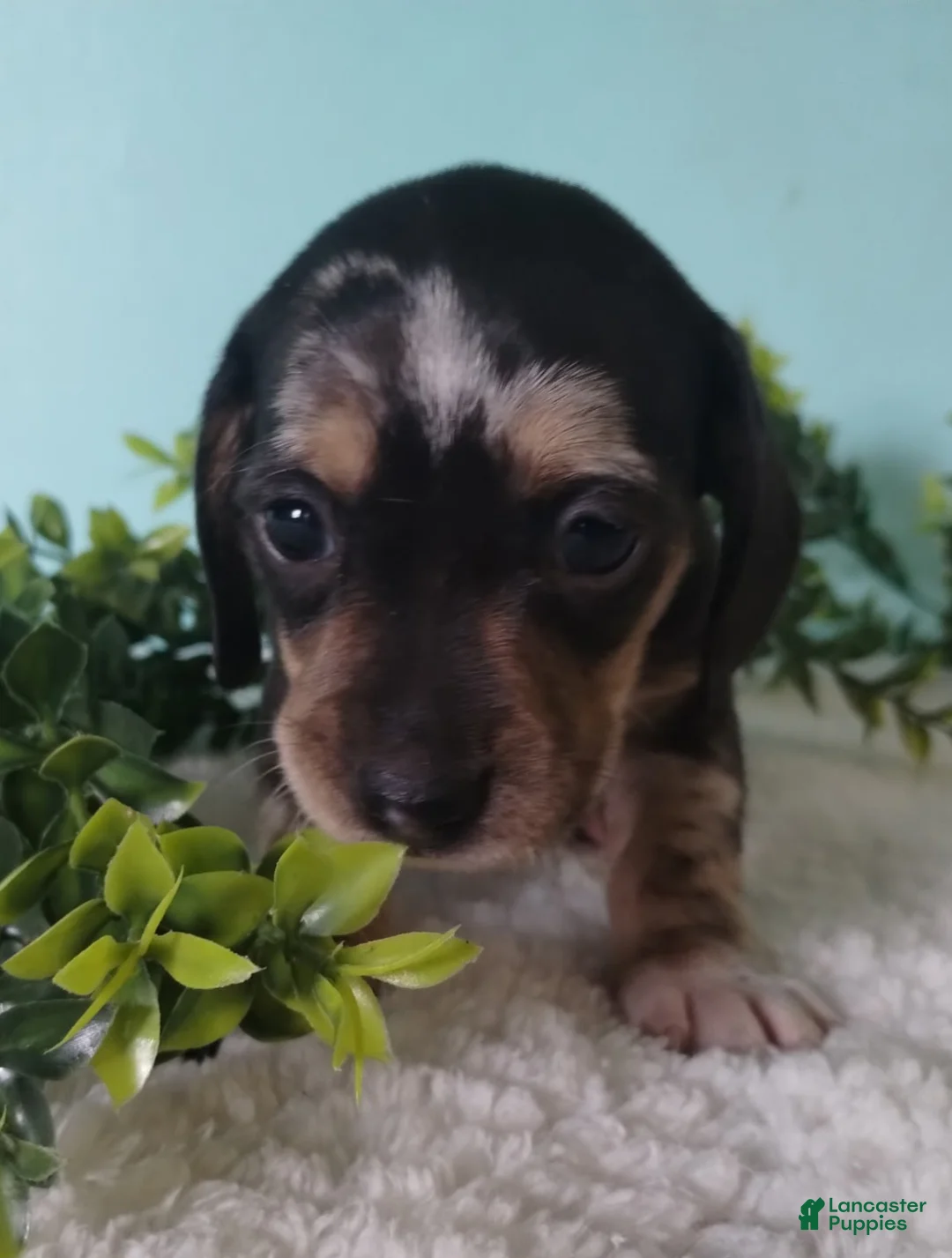 Miniature Dachshund dogs for sale: Flora - Ad 15