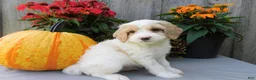 Cockapoo dogs for sale: Jasper  - Ad 3