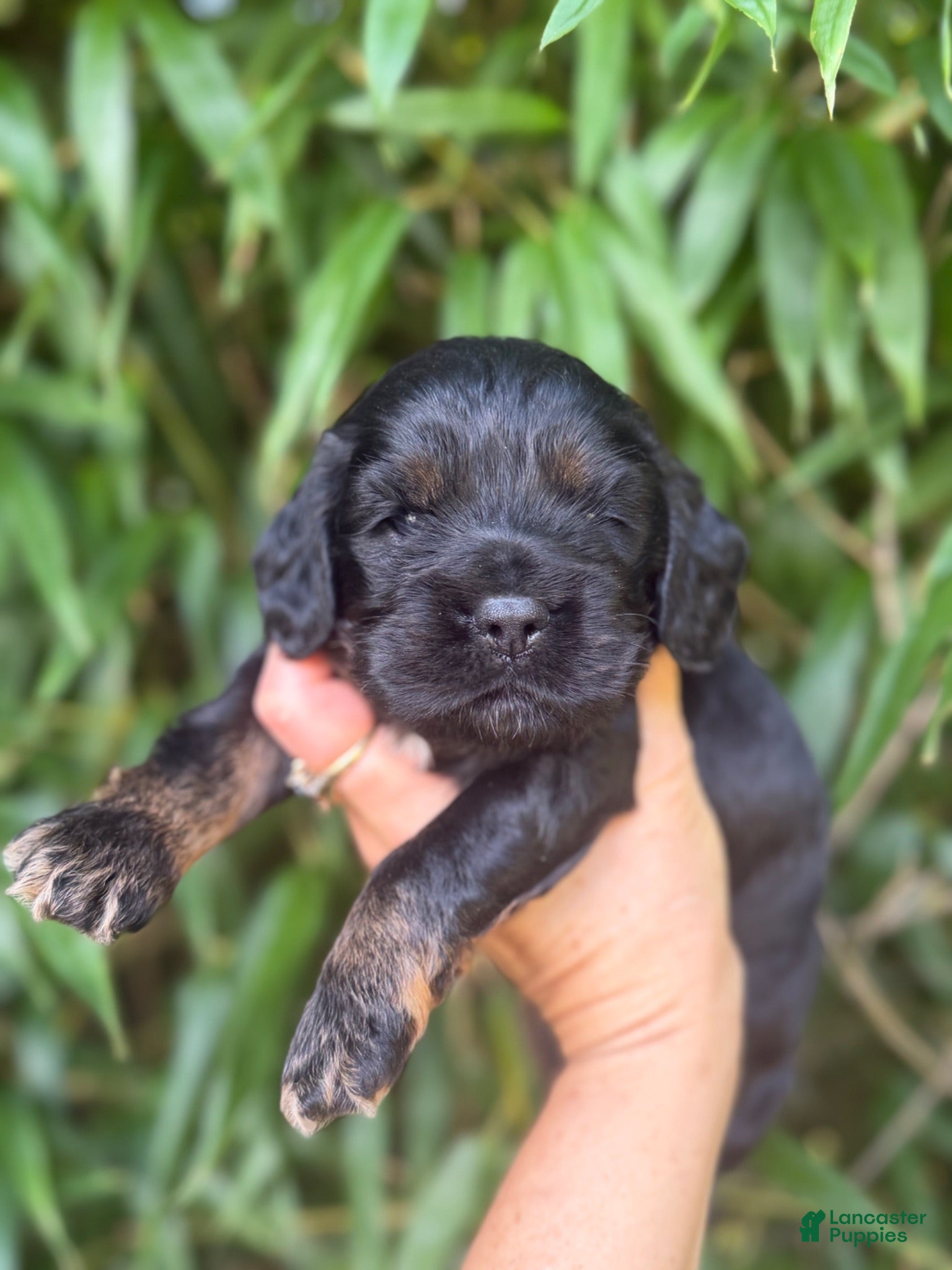 Cocker Spaniel dogs Cocker Spaniel 1 - Ad 3
