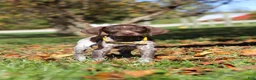 German Shorthaired Pointer dogs for sale: Annie - Ad 9