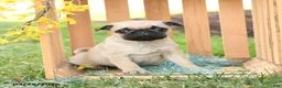 Pug dogs for sale: Sasha - Ad 1