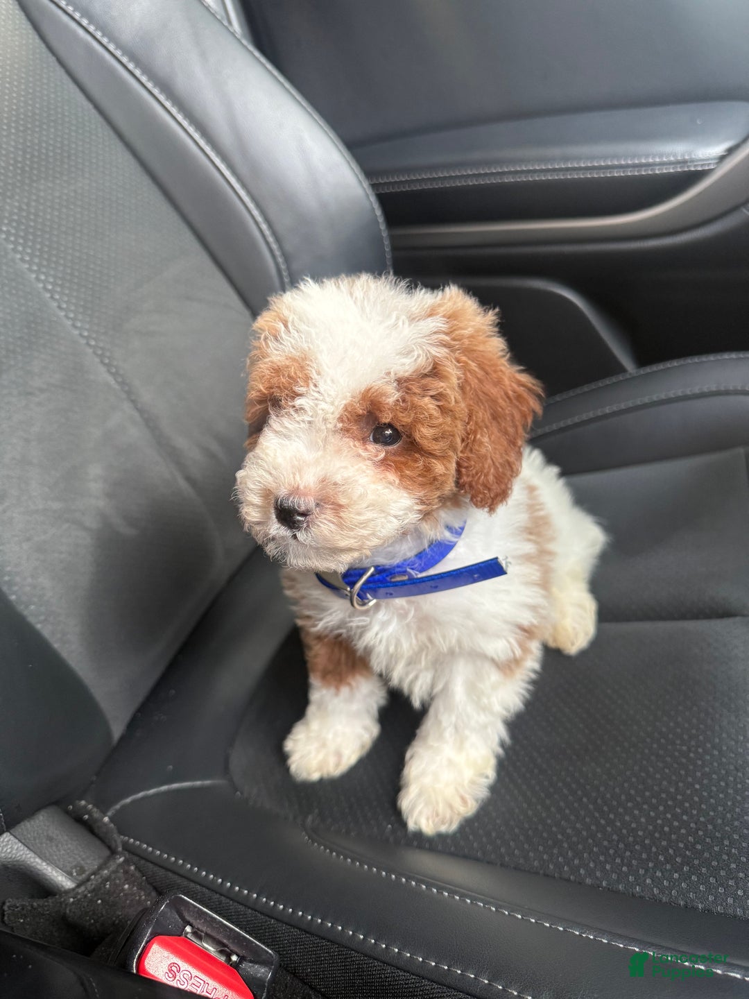 Toy Poodle dogs for sale: Milo - Ad 1