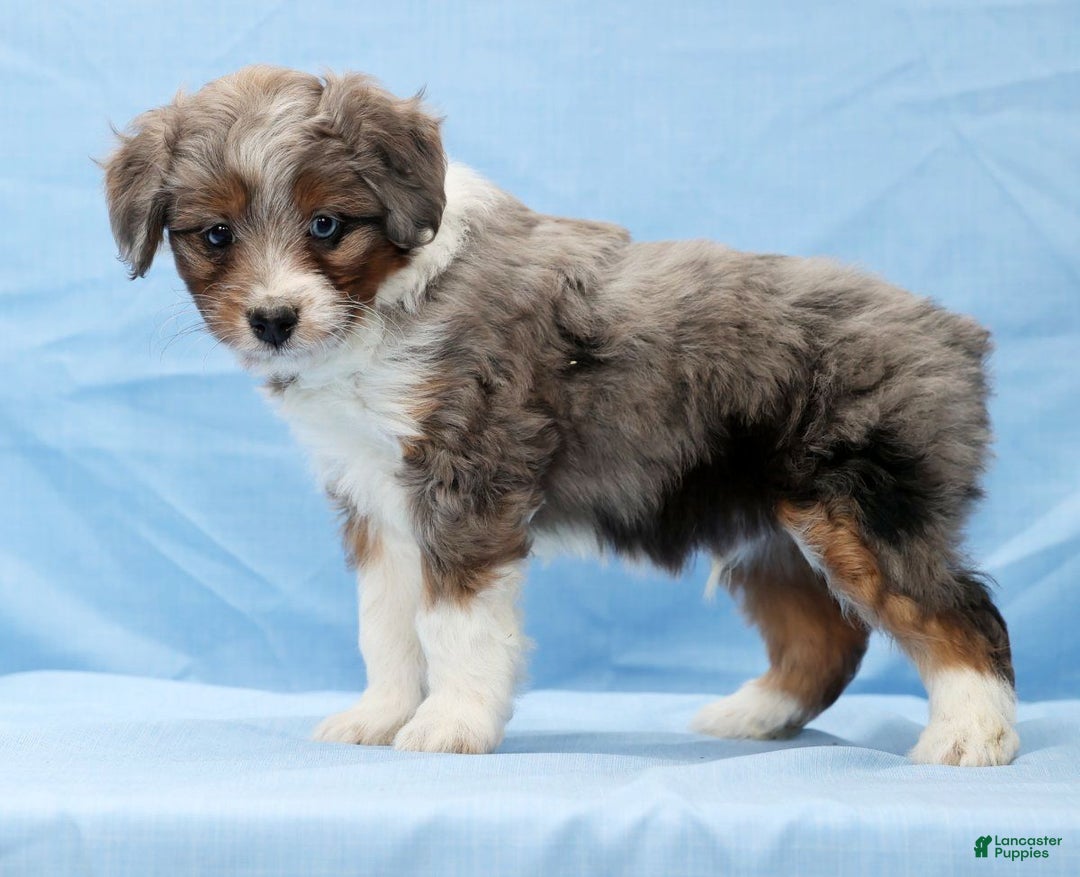 Mini Aussiedoodle dogs for sale: Will - Ad 5