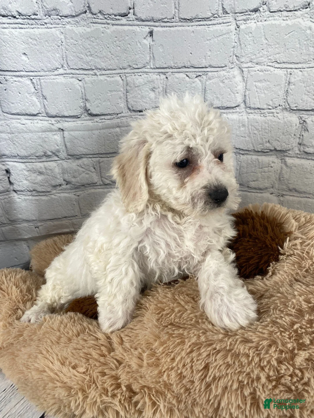 Bichon Frise dogs for sale: Harper - Ad 4