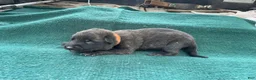 Mixed Breed dogs for sale: Male Puppy 3 - Ad 4