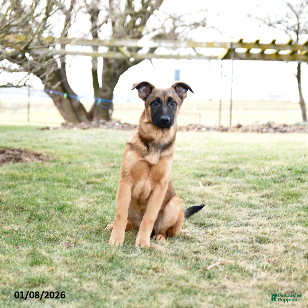 Mixed Breed dogs for sale: Omelet  - Ad 4