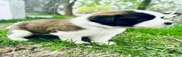 Saint Bernard dogs for sale: Alani - Ad 2