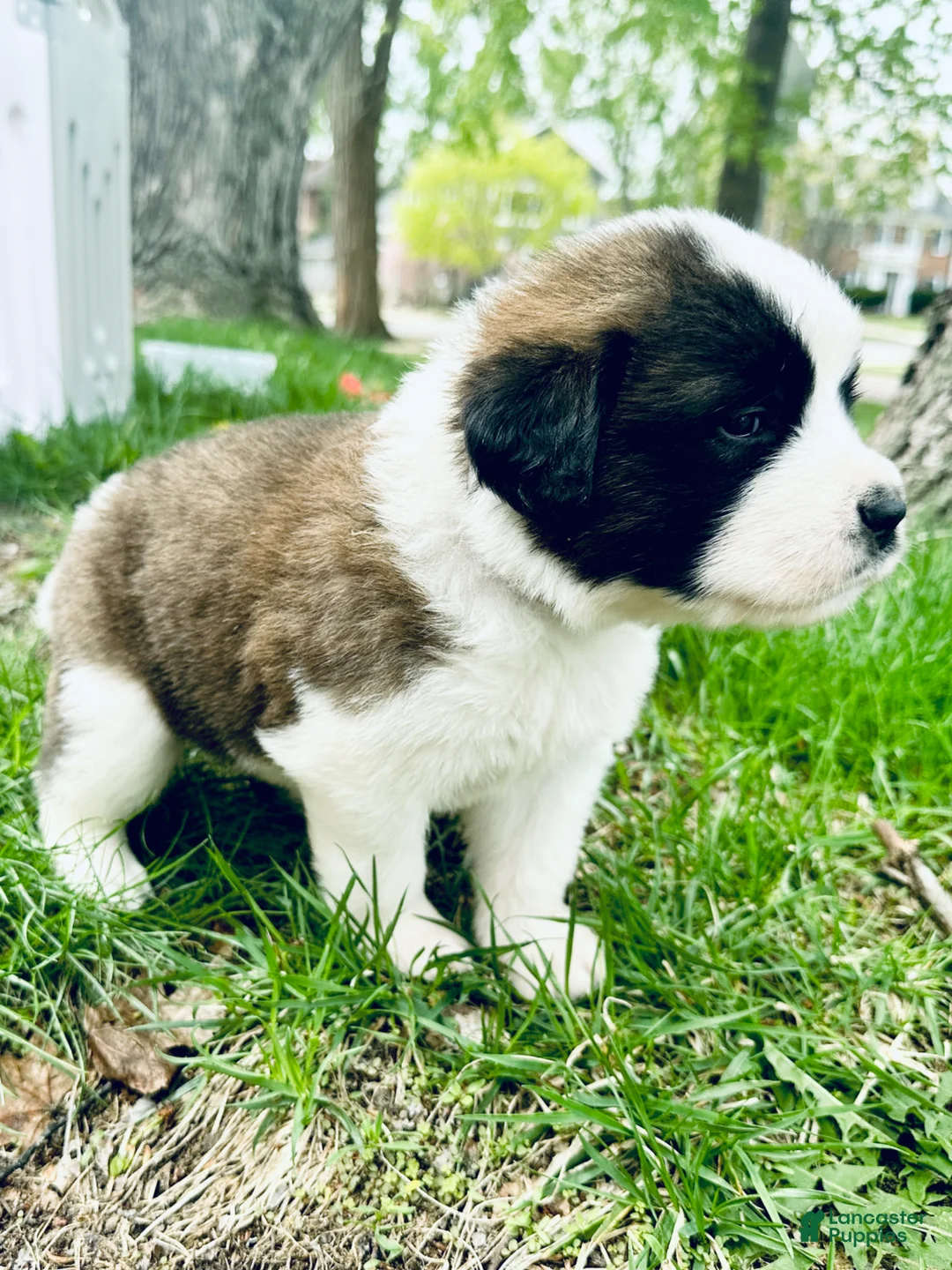Saint Bernard dogs for sale: Alani - Ad 2