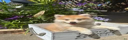 Pomsky dogs for sale: Ryder - Ad 7