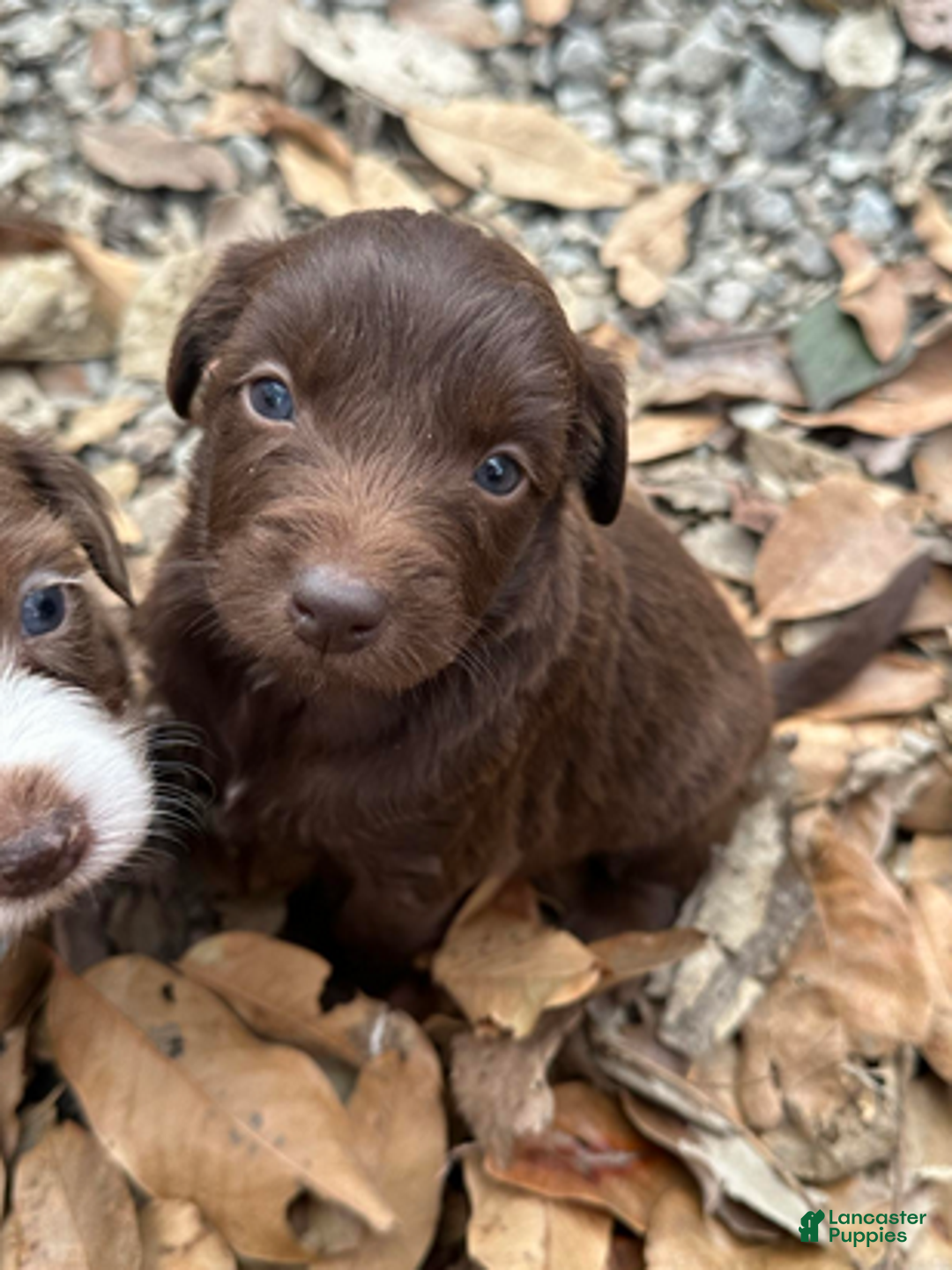 Aussiedoodle dogs for sale: Chocolate girl 4 - Ad 3