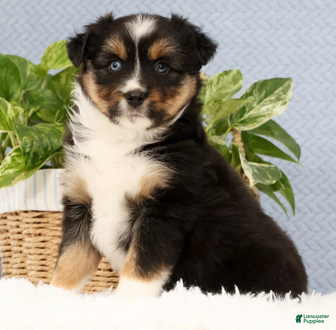 Miniature Australian Shepherd dogs for sale: Roxy - Ad 1