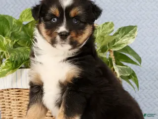 Miniature Australian Shepherd dogs for sale: Roxy - Ad 4