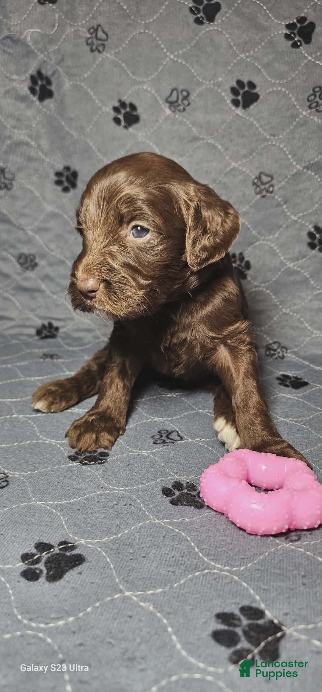 Goldendoodle dogs for sale: Macchiato  - Ad 3