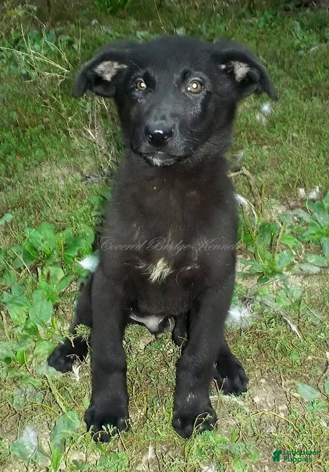 German Shepherd dogs for sale: Ace - Ad 1