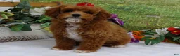 Toy Poodle dogs for sale: Saylor - Ad 9