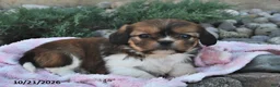 Mixed Breed dogs for sale: Bailey  - Ad 3