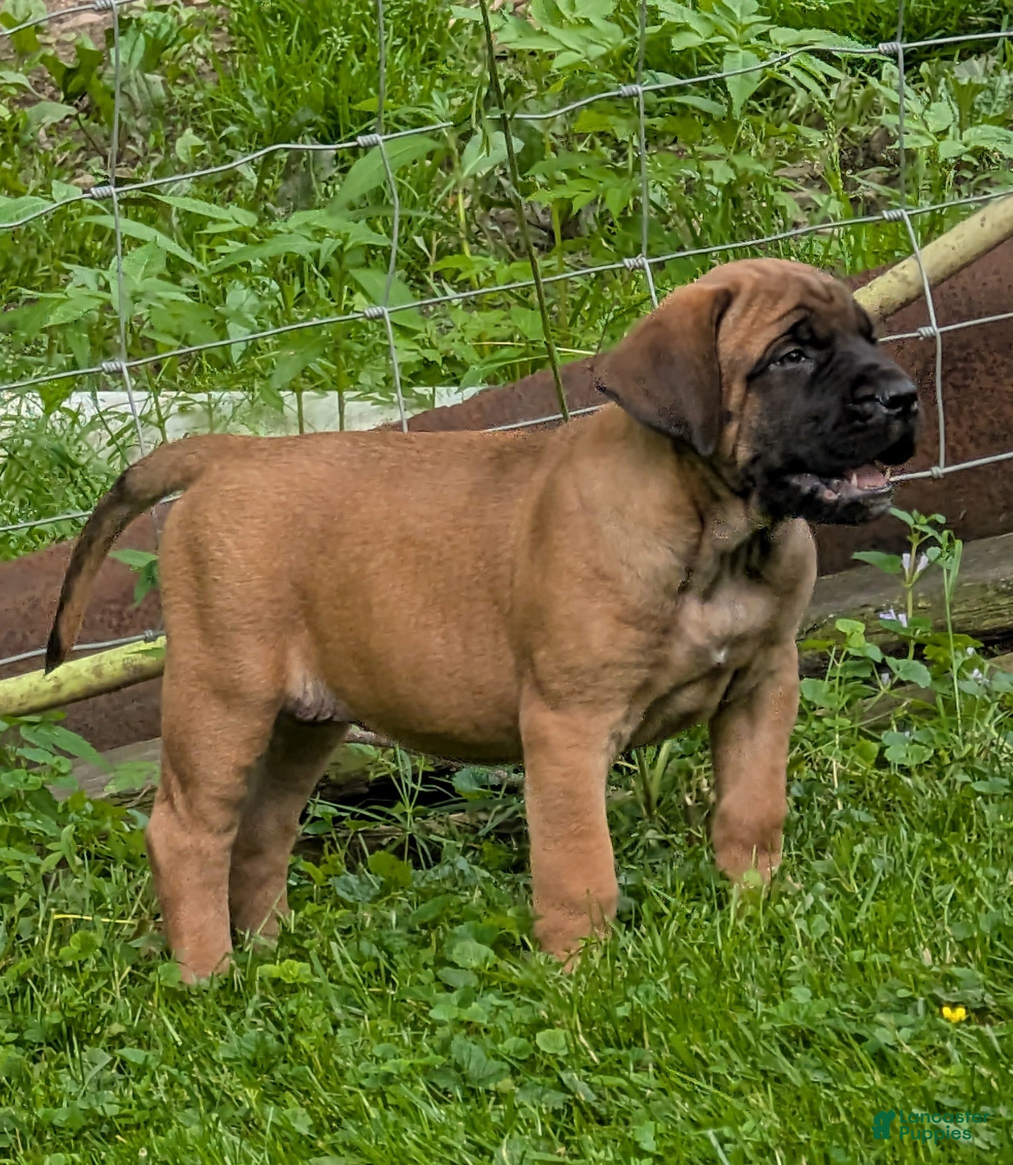 English Mastiff dogs English Mastiff Puppy 1 - Ad 2