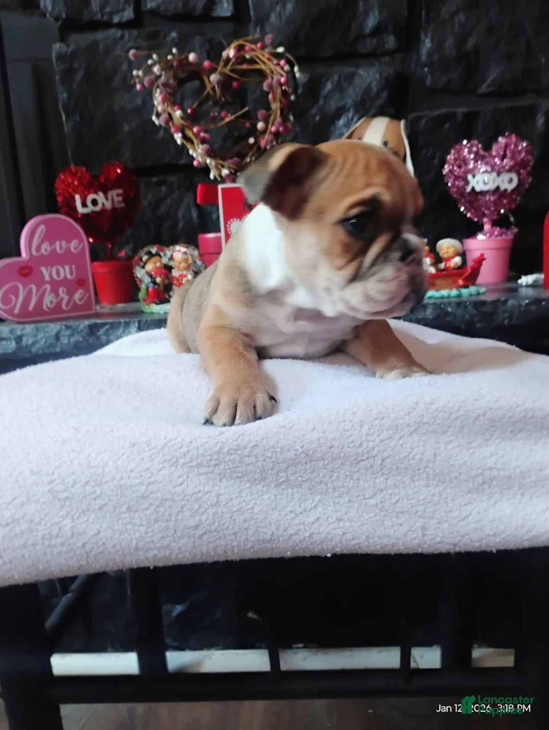 English Bulldog dogs for sale: Peanut  - Ad 1