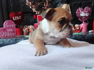 English Bulldog dogs Peanut - Ad 9