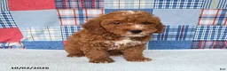 Mini Goldendoodle dogs for sale: Carter - Ad 3