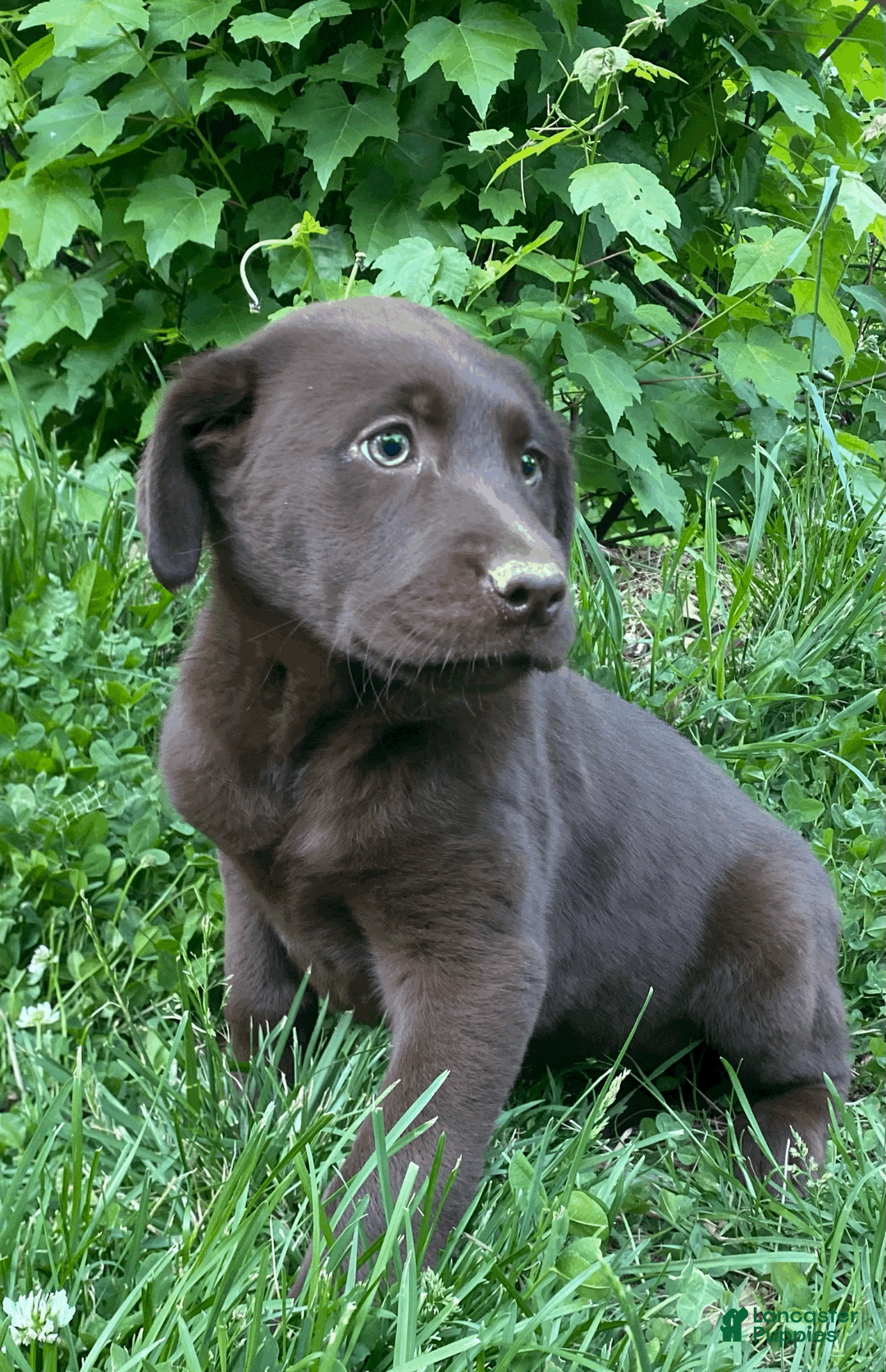 Labrador Retriever dogs for sale: Labrador Retriever Puppy 1 - Ad 1