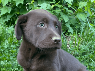 Labrador Retriever dogs for sale: Labrador Retriever Puppy 1 - Ad 3