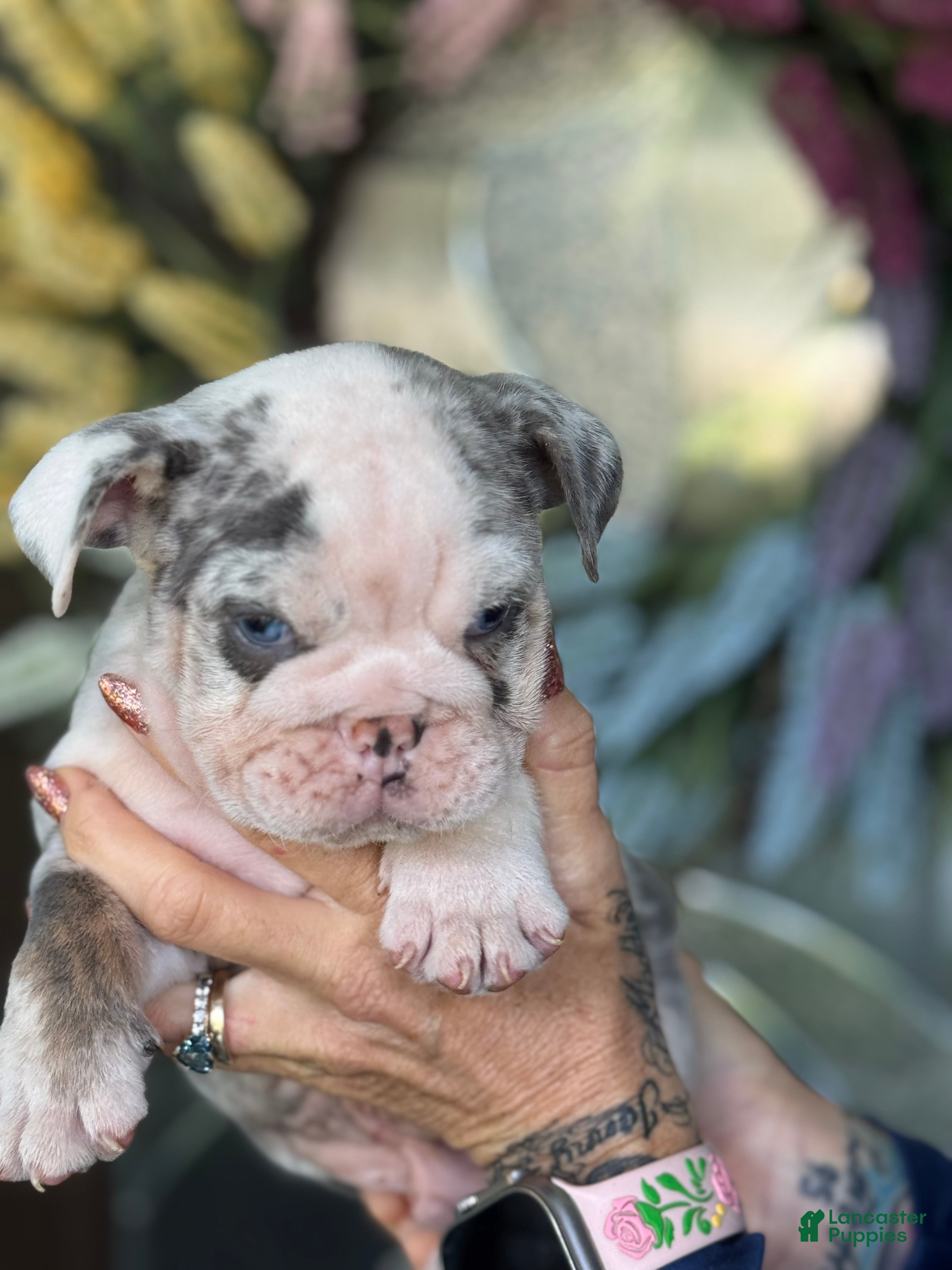 English Bulldog dogs English Bulldog 3 - Ad 16