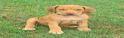 Rhodesian Ridgeback dogs for sale: Rhodesian Ridgeback 1 - Ad 5