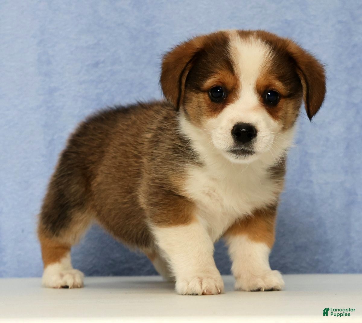 Mixed Breed dogs Dorsy - Ad 1