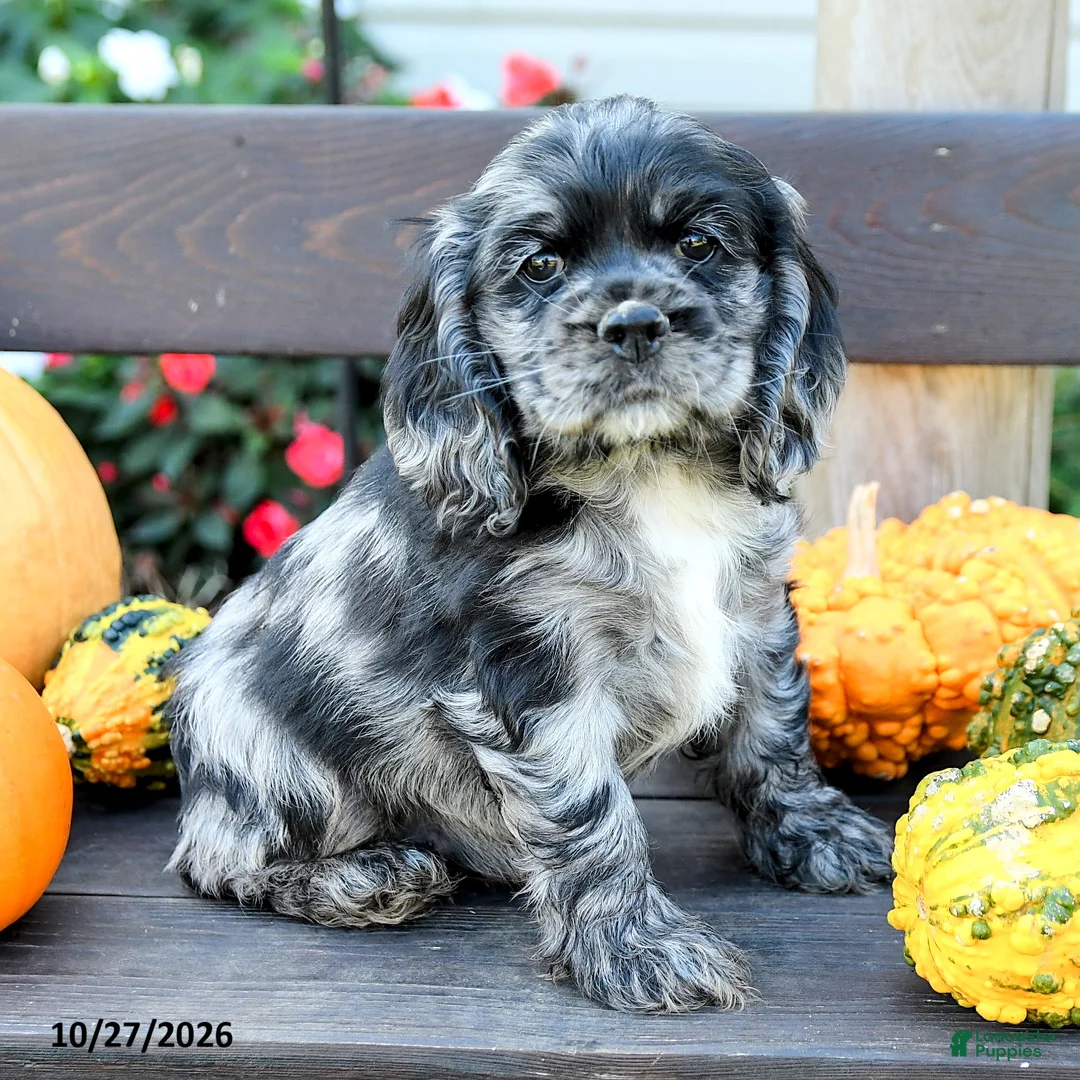 English Cocker Spaniel dogs for sale: Freckles - Ad 2