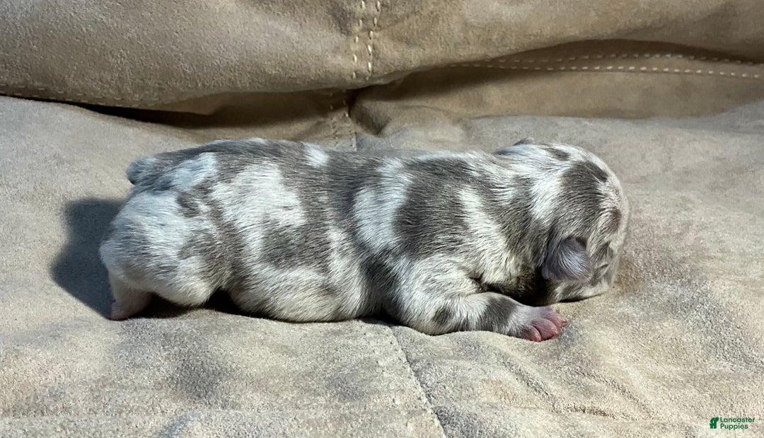 French Bulldog dogs for sale: Garmin - Ad 35