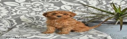 Mini Goldendoodle dogs for sale: Robin - Ad 4