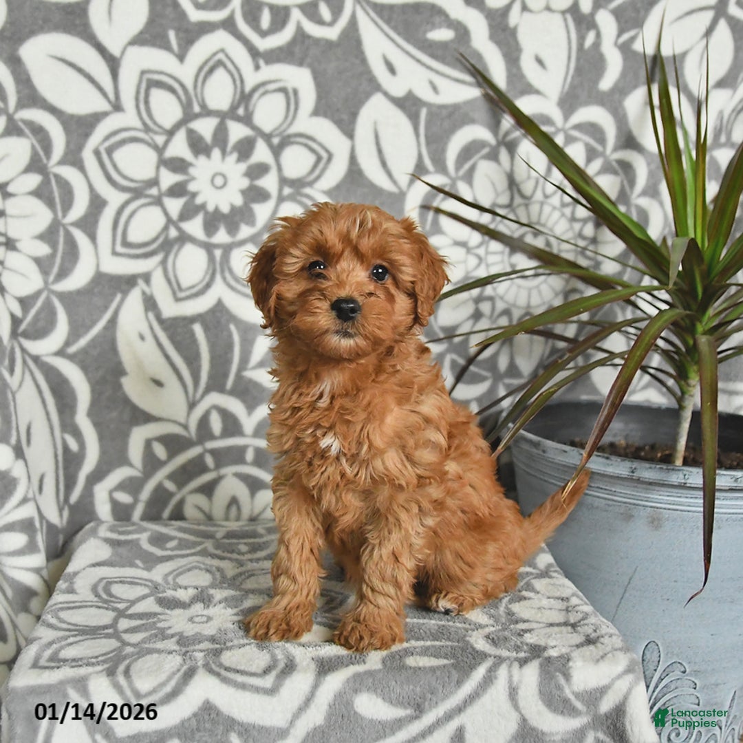 Mini Goldendoodle dogs for sale: Robin - Ad 4