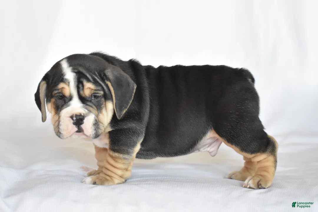 Beabull dogs for sale: Skyler - Ad 11