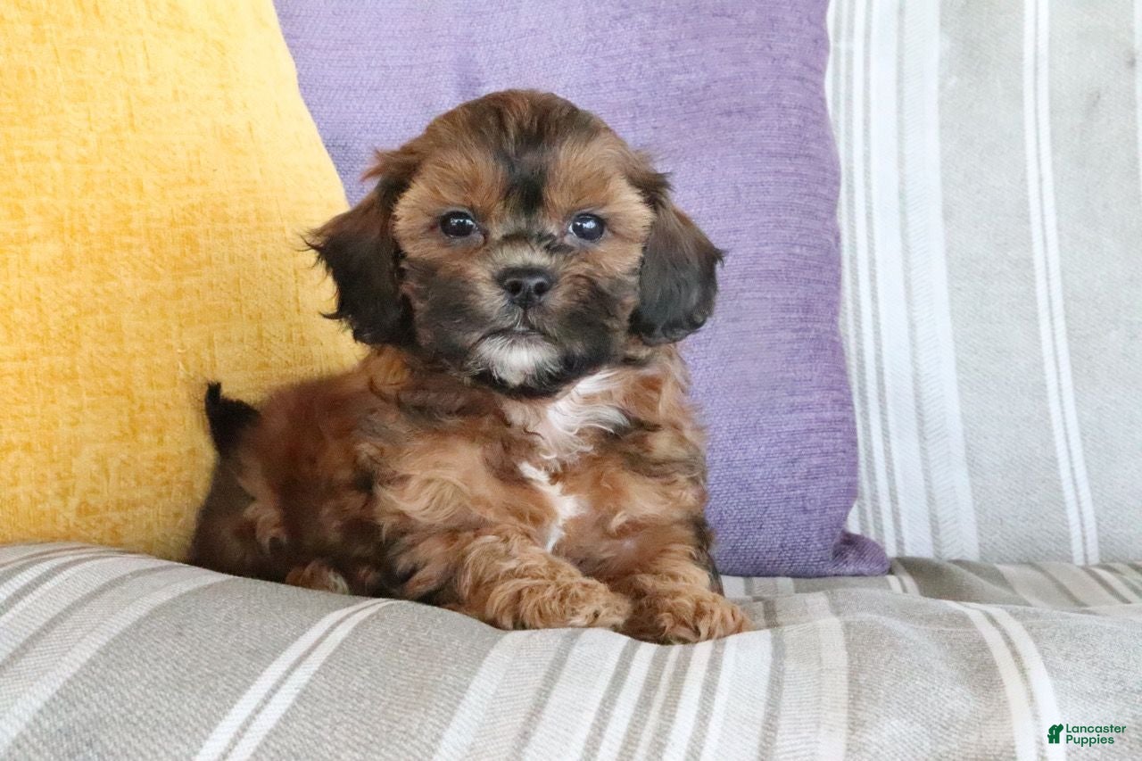Shihpoo dogs Samantha - Ad 1