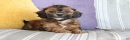 Shihpoo dogs for sale: Samantha - Ad 1