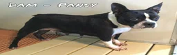 Frenchton dogs for sale: Malta - Ad 7