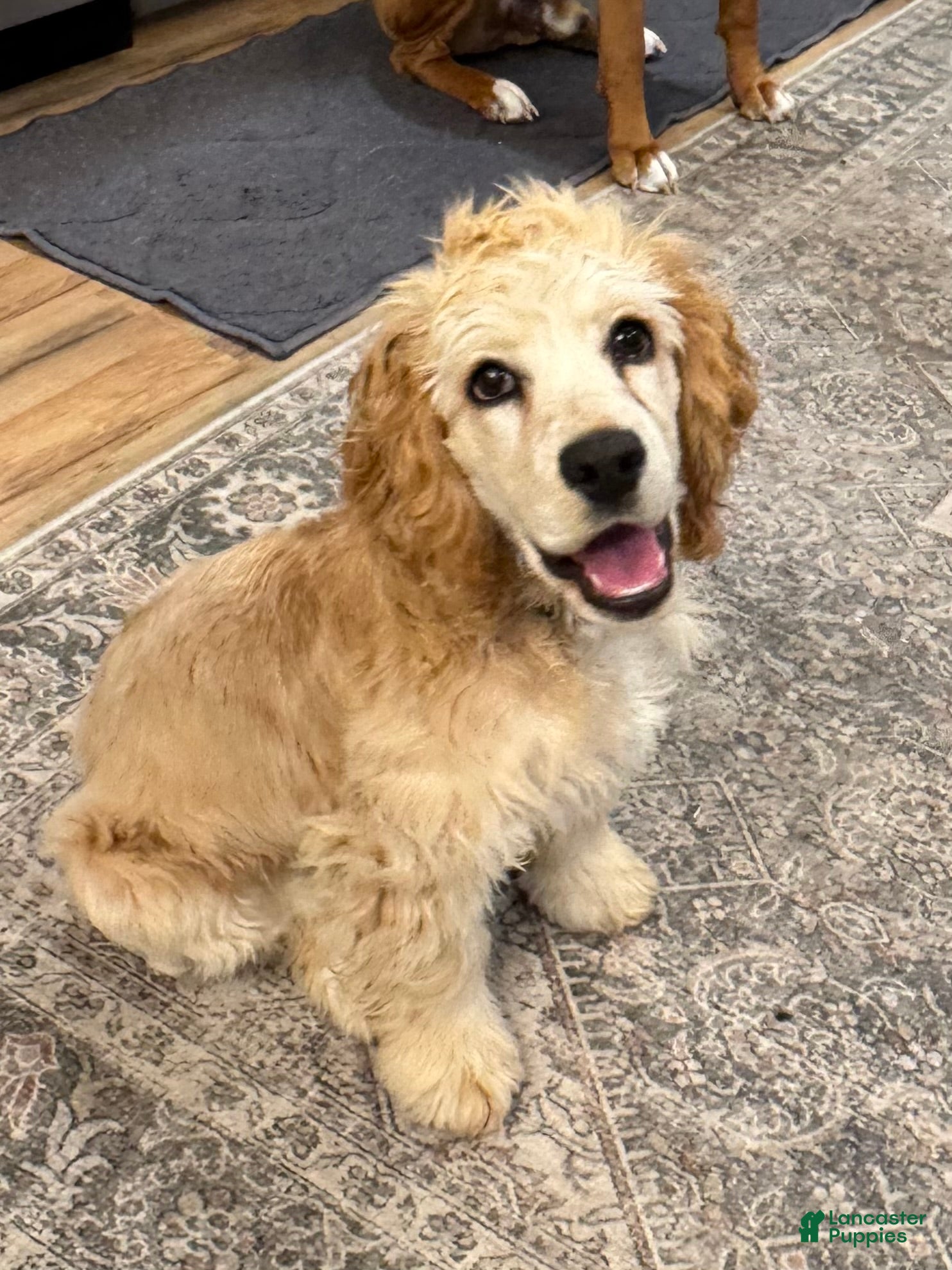 English Cocker Spaniel dogs for sale: English Cocker Spaniel Puppy  - Ad 1