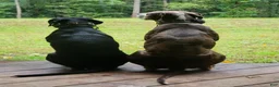 Catahoula Leopard Dog dogs for sale: Glory - Ad 5